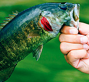 引爆增长引擎的无限轰炸手机软件短信下载